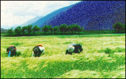20080301-farmer barley.jpg